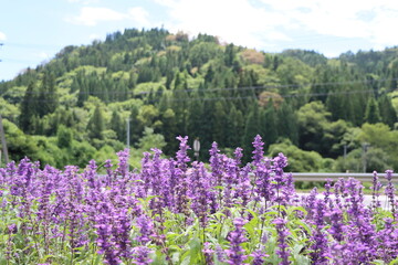 植物・花