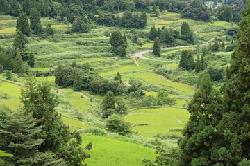 日本の田風景ｉｎ新潟県