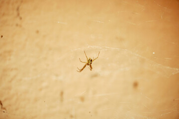 When a spider is too handsome & colorful...