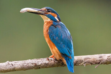 kingfisher on branch