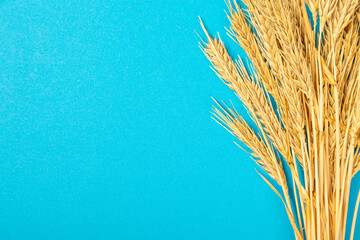 Ripe ears of wheat isolated on a blue background. Top view, flat lay of wheat groats grain...