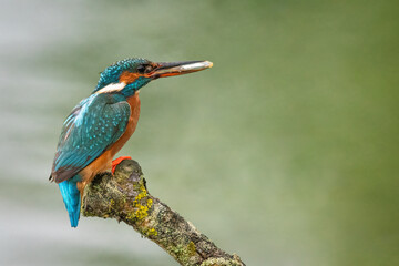 kingfisher on branch
