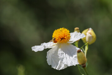 Close-up view of a honey bee with side stomach full of nectar from a coulter's matilija poppy.
