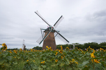 ひまわり畑と風車