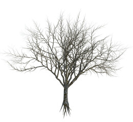 Fototapeta na wymiar Nature object tree isolated white background