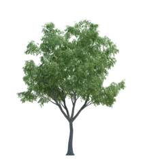Gardinen Nature object tree isolated  white  background © nuttapol