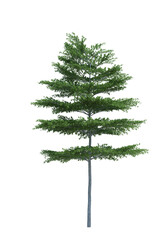 Nature object tree isolated  white  background