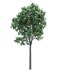 Nature object tree isolated  white  background