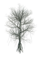 Nature object tree isolated  white  background
