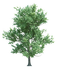 Obraz premium Nature object tree isolated white background