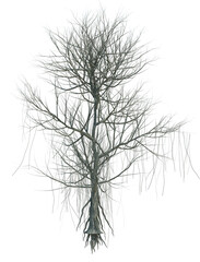 Nature object tree isolated  white  background