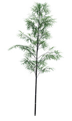 Nature object tree isolated  white  background