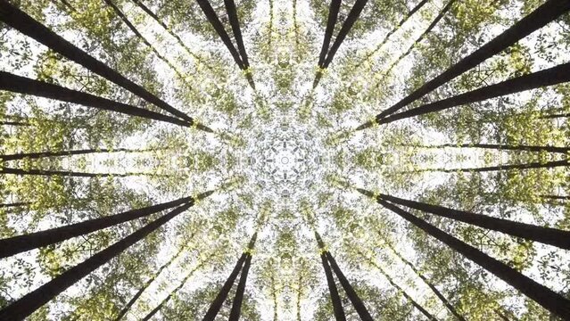 Kaleidoscope geometric animated pattern abstract nature