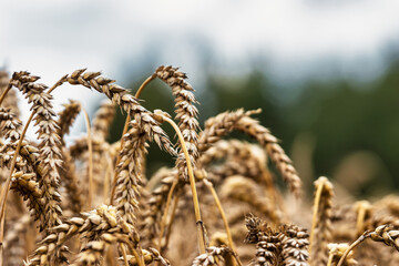 golden spikelets of wheat in the field close up. Ripe large golden ears of wheat against the yellow...