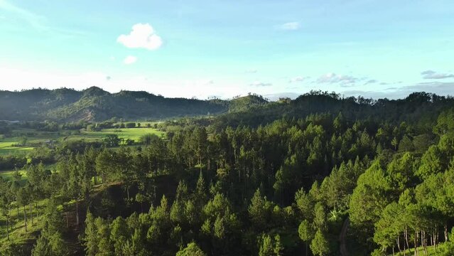 AERIAL SHOT OF A FORREST