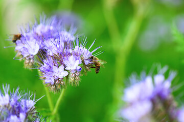 Bee and flower phacelia. Close up of a large striped bee collecting pollen from phacelia on a green background. Summer and spring backgrounds