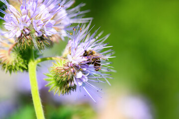 Bee and flower phacelia. Close up of a large striped bee collecting pollen from phacelia on a green background. Phacelia tanacetifolia (lacy). Summer and spring backgrounds