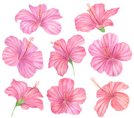 Obraz na płótnie Canvas Set of Watercolor hand painted tropical flowers, hibiscus. Bright jungle exotic clip art perfect for summer wedding invitation and party card making 