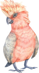 Watercolor tropical birds. Pink birds. Pink cockatoo. Set perfect for summer wedding invitation and party card making