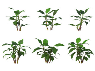 Tropical plants on a transparent background
