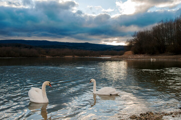 white swans group on the lake swim well under the bright sun