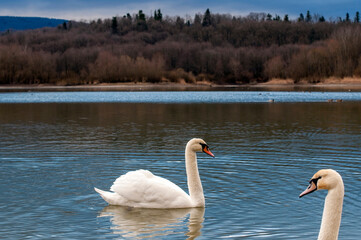 white swans group on the lake swim well under the bright sun