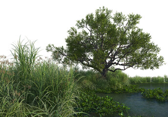 Tree on a transparent background
