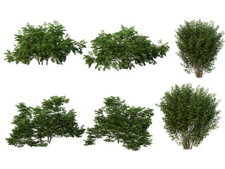 Shrubs and bush on a transparent background
