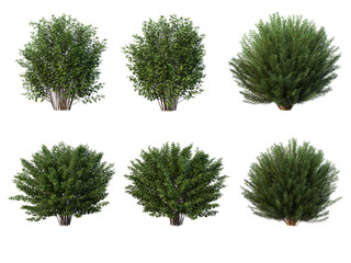 Shrubs and bush on a transparent background
