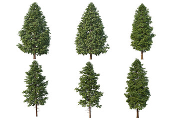 Tree on a transparent background
