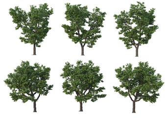 Fototapeta na wymiar Tree on a transparent background 