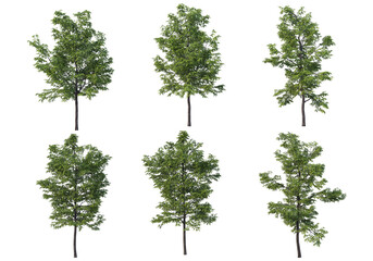 Obraz premium Tree on a transparent background 