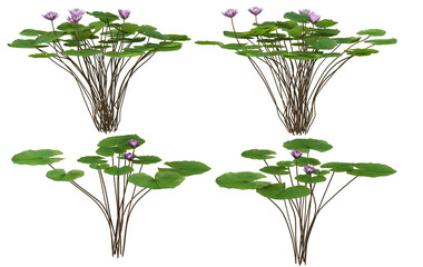lotus on a transparent background
