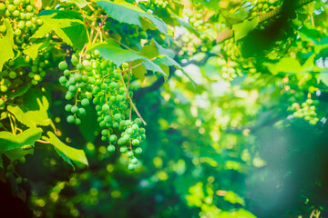 Green unripe grapes growing in a vineyard close-up on a blurred background. A bunch of grapes in the early morning in the dawn sun, soft lighting