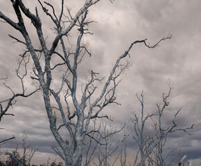 Dead trees, dark colors, dark skies, gloomy, gloomy landscape.