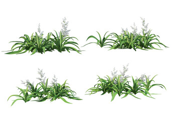 Flowers on a transparent background
