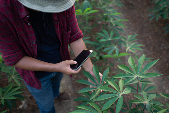 Use your smartphone to take pictures of the cassava leaves.