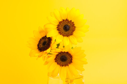 黄色のひまわり