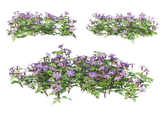 Flowers on a transparent background
