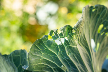 A leaf of a growing white cabbage is infested with whiteflies close-up against a blurred...