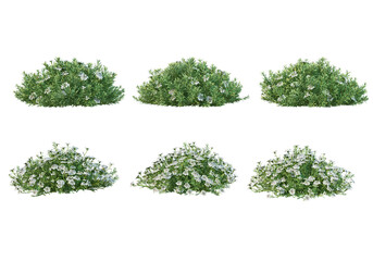 Fototapeta premium Flowers on a transparent background 