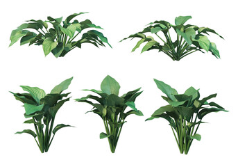 Tropical plants on a transparent background
