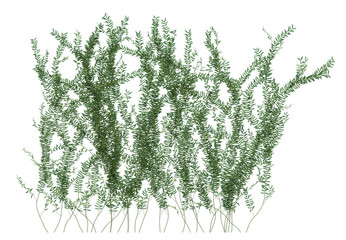 3d Render Ivy Plants Isolated  on white
