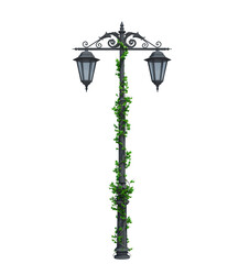 3d Render Ivy Plants Isolated  on white