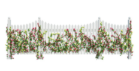 3d Render Ivy Plants Isolated  on white