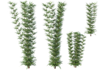 bamboo  on a transparent background
