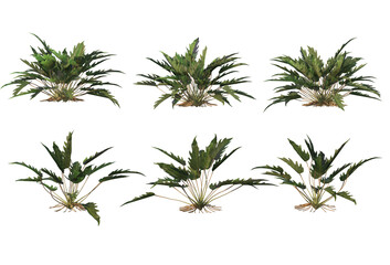 Tropical plants on a transparent background

