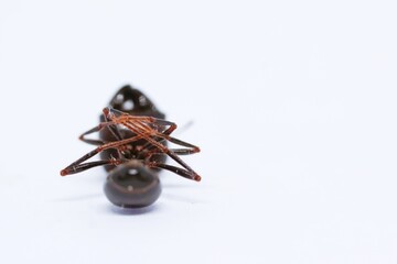 black ant lying dead on a white background