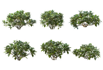 Shrubs and bush on a transparent background
