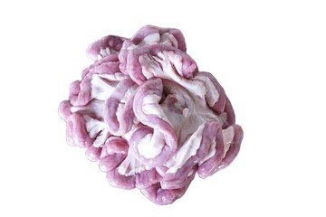 Pork Intestines on a white background